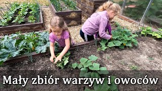 Mały zbiór warzyw i owoców w ogrodzie Entuzjazm dzieci [upl. by Melmon]