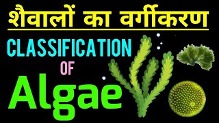 शैवालों का वर्गीकरण  Classification of Algae  Algae in hindi  Algae ka vargikaran  biology [upl. by Norraj363]