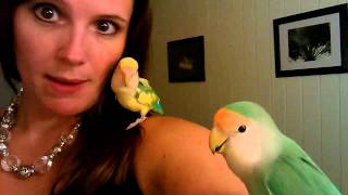 Lovebird Silliness [upl. by Shannan]