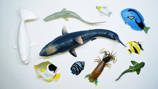 Collect 7 Sea Animals Clown Fish Hammerhead Shark Orca Whale Hermit Crab Goblin Shark Sailfish [upl. by Sello]