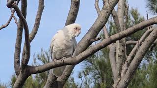 The Shortbilled Corellas Australia [upl. by Luby]