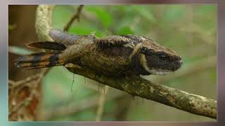 Great Eared Nightjar [upl. by Eeliab]