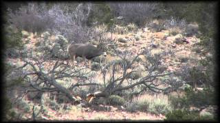 Awesome Rutting Mule Deer Action Tines Up Big Bucks Antlers Utah Hunt [upl. by Htebarual816]