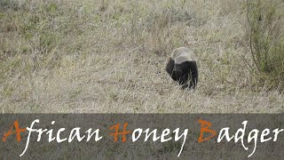 African Honey Badger Mellivora capensis Video From The Kruger Park  Stories Of The Kruger [upl. by Oetsira312]