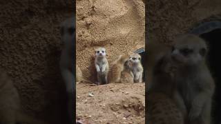 meerkat 👀 wildlife viralvideo animals jungle viralshorts viralreels natural naturesounds [upl. by Oswin]