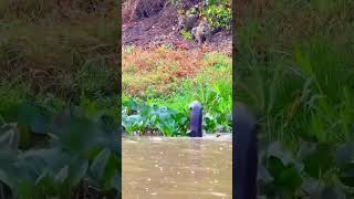 the diver is challenging the hunter 🤣😂😂reels trending ytshorts viralshorts [upl. by Hcirdla]