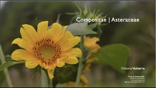 Asteraceae 2021 [upl. by Denae]