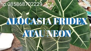 ALOCASIA FRIDEX ATAU NEON HARGA TERBARU 2023 [upl. by Vance]