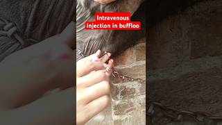 Intravenous injection in jugular vein in buffloo buffalo vetcare animaldoctor animalshorts [upl. by Kotz]