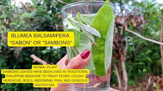 Home Remedy herbalplants provincelife blumeabalsamifera [upl. by Tanah]