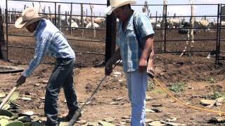 El Corrido de la Seca  Herencia Norteña VIDEOOFICIAL2012 [upl. by Laurinda181]