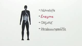 VERDAUUNG UND ENZYMWIRKUNG  Biologie  Stoffwechselbiologie [upl. by Ihsorih367]