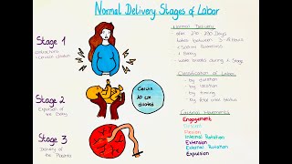 Normal Delivery amp Stages of Labor [upl. by Kantos]