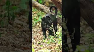 Rare Black Jaguar Spotted in Mexican Forest  Melanistic Big Cat Facts [upl. by Aihsekan]