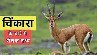 चिंकारा के बारे में अजीबोग़रीब बातें  Interesting facts about chinkara in Hindi [upl. by Brandyn612]