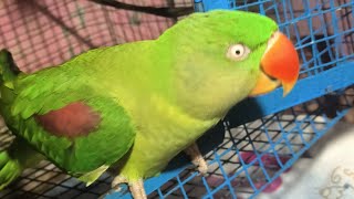 Ringneck parrot॥ parrot taking Mithu ॥ baat karne wala Tota 👉 welcome my live stream❤🙏❤ [upl. by Zetrom]