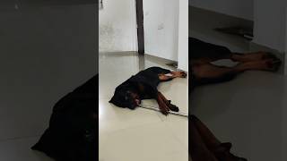 Destructive rottie trending rottweiler dog shorts shortvideo [upl. by Olrak352]