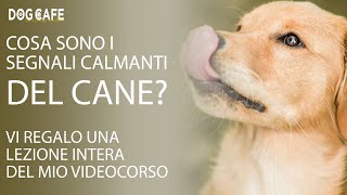 Cosa sono i segnali calmanti del cane Vi regalo una lezione intera del mio videocorso [upl. by Ferren14]