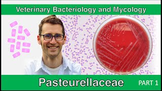 Pasteurellaceae Part 1  Veterinary Bacteriology and Mycology [upl. by Egdamlat904]