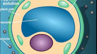 Plasmolysis animation for NEET By home academy [upl. by Egief966]