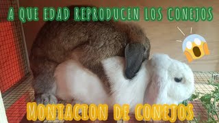 LA MONTACION O APAREAMIENTO DE LOS CONEJOS A que edad se reproducen los conejos 🐰 [upl. by Armando]