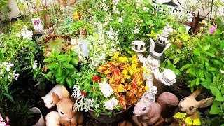 【アンゲロニア、ペチュニア、シロタエギク、カラーリーフなど寄せ植え】【ガーデニング、園芸、草花、鉢、オーナメント、リス、ウサギ、ブタ】 [upl. by Aicenev315]