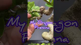 Removing Premna Bonsai Tree Wires [upl. by Poland]