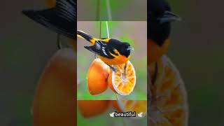 Tha Baltimore Oriole is a small icterid blackbird 🕊️😘🥳🌹😍🌳🌲🌲🌳🌺🌷🕊️🕊️🦜🐦💯💯💯💯💯 [upl. by William983]