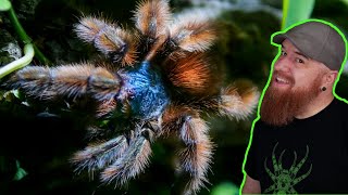 Antilles Pinktoe Tarantula Rehouse  Caribena versicolor [upl. by Sada]