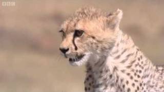 Cheetah Attacks Gazelle  Big Cat Diary  BBC [upl. by Adine]