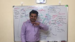 LIPOGENESIS part 1 EASY MADE LEARNING in URDU [upl. by Felipe]