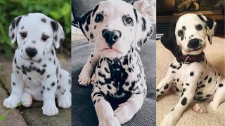 Dalmatian puppies  Funny and Cute dog video compilation in 2022 [upl. by Hgielrac715]