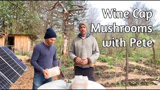 Wine Cap Mushroom Propagation with Pete [upl. by Rolfston810]