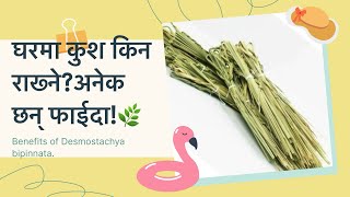 घरमा कुश किन राख्नेअनेक छन् फाईदा🌿 Benefits of Desmostachya bipinnata [upl. by Novahc]