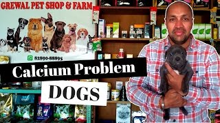 Calcium Problem in Dogs  Labrador Puppy  Bhola Shola [upl. by Novhaj604]