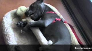 Puppies 101Cuter Than Cute Puppy  Bella The Staffy Pup [upl. by Eibo]