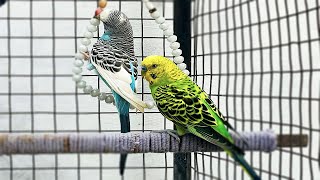 Chirps and Cheers A Budgie Playtime Serenade [upl. by Sage]