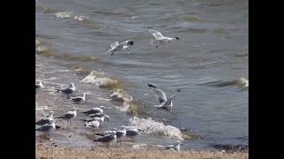 quotRINGBILLED GULLS FEEDINGquot [upl. by Chaiken]