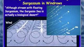 FAU OSLS  Secrets of the Sargasso Sea  Brian Lapointe PhD [upl. by Conlee]