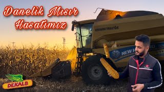 Deneme Tarlamızda  Dekalb Danelik MISIR HASATIMIZ  Dekalb 5709 mısır dekalb newholland [upl. by Lamej228]