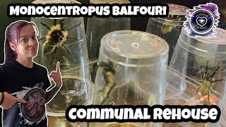 Monocentropus balfouri COMMUNAL REHOUSE Plus Enclosure set up [upl. by Ahsiner800]