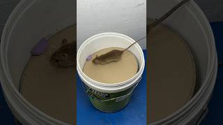 Best mouse trap ideas  Good homemade mouse trap plastic bucket rattrap rat mousetrap shorts [upl. by Orlena]