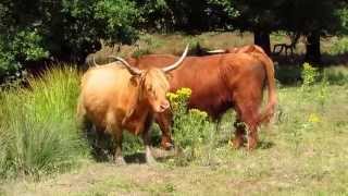 Schotse Hooglanders op de Posbank 12 7 2014 [upl. by Wallas]