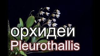 Орхидеи Pleurothallis [upl. by Tracay331]