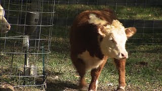 Miniature Herefords  Tennessee Crossroads  Episode 31321 [upl. by Hait]