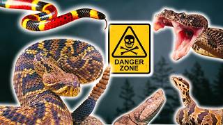 The Most VENOMOUS Snakes of Florida Ranked and Explained [upl. by Aisatnaf905]