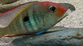 Geophagus Orangehead Tapajos Breeding [upl. by Romain]