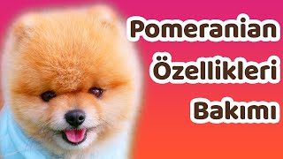 Pomeranian özellikleri bakımı ve beslenmesi [upl. by Adorne]