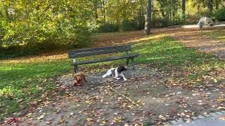 Alltagstraining bei Hundetrainer24 [upl. by Maia144]