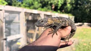 ID4464 2022 Banana Pectinata Iguana 4464 Female 1 year and 8 months old Includes Shipping [upl. by Etnaed]